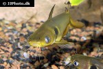 horabagrus brachysoma horabagrus brachysoma