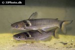 horabagrus nigricollaris horabagrus nigricollaris