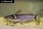horabagrus nigricollaris horabagrus nigricollaris
