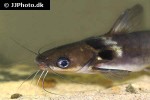 horabagrus nigricollaris horabagrus nigricollaris