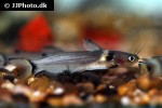 horabagrus nigricollaris horabagrus nigricollaris