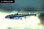 hyalobagrus flavus hyalobagrus flavus