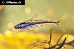 hyalobagrus flavus hyalobagrus flavus