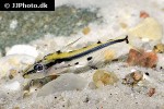 hyalobagrus flavus hyalobagrus flavus