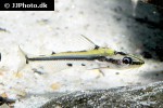 hyalobagrus flavus hyalobagrus flavus