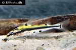 hyalobagrus flavus hyalobagrus flavus