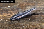hyalobagrus flavus hyalobagrus flavus