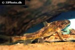 leiocassis hosii leiocassis hosii