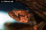 leiocassis hosii leiocassis hosii