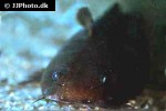 lophiobagrus cyclurus lophiobagrus cyclurus