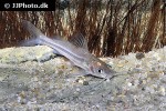 mystus atrifasciatus mystus atrifasciatus
