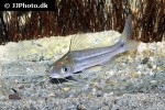mystus atrifasciatus mystus atrifasciatus