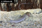 mystus atrifasciatus mystus atrifasciatus
