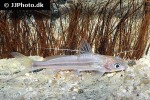 mystus atrifasciatus mystus atrifasciatus