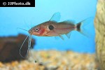 mystus bimaculatus mystus bimaculatus