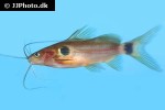 mystus bimaculatus mystus bimaculatus