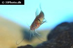 mystus bimaculatus mystus bimaculatus