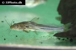 mystus bleekeri mystus bleekeri