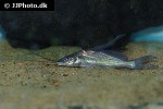mystus bocourti mystus bocourti