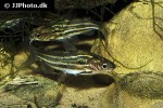 mystus carcio mystus carcio