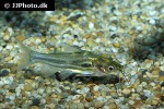 mystus carcio mystus carcio