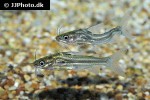 mystus carcio mystus carcio
