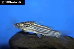 mystus carcio mystus carcio
