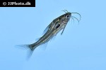mystus carcio mystus carcio