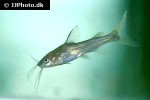 mystus cf wolffii mystus cf wolffii