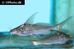 mystus falcarius mystus falcarius
