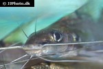 mystus falcarius mystus falcarius