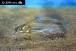 mystus gulio mystus gulio