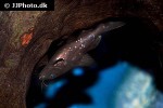 mystus leucophasis mystus leucophasis