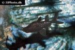 mystus leucophasis mystus leucophasis