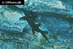 mystus leucophasis mystus leucophasis