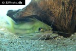 mystus malabaricus mystus malabaricus