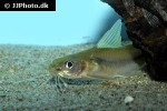 mystus malabaricus mystus malabaricus