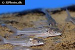 mystus multiradiatus mystus multiradiatus