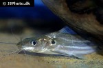 mystus multiradiatus mystus multiradiatus