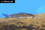 mystus multiradiatus mystus multiradiatus