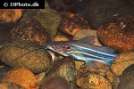 mystus mysticetus mystus mysticetus
