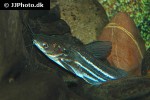 mystus mysticetus mystus mysticetus