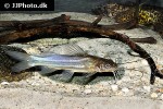 mystus mysticetus mystus mysticetus