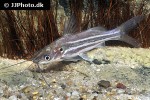 mystus mysticetus mystus mysticetus
