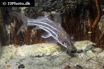 mystus mysticetus mystus mysticetus
