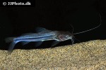 mystus rhegma mystus rhegma