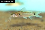 mystus rufescens mystus rufescens