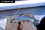 mystus singaringan mystus singaringan