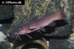 phyllonemus filinemus phyllonemus filinemus