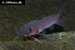 phyllonemus filinemus phyllonemus filinemus
